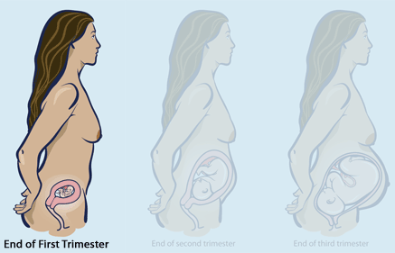 Physical Changes in the First Trimester - diagram